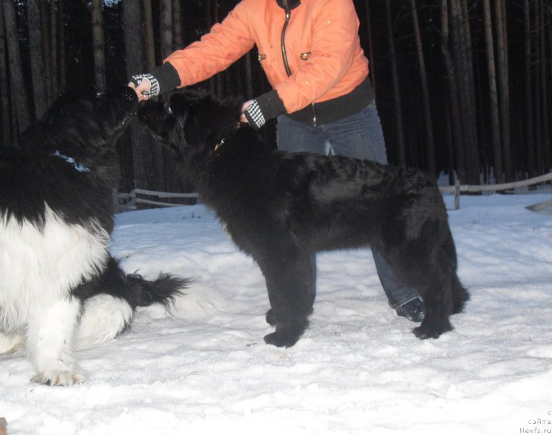 Фото: ньюфаундленд Akvian Song Idzumi (Аквиан Сонг Идзуми)