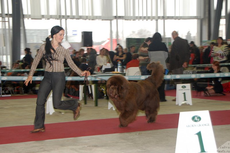 Фото: ньюфаундленд Angelo Orso Vilgelm (Анджело Орсо Вильгельм), Tat'yana Il'ina (Татьяна Ильина)