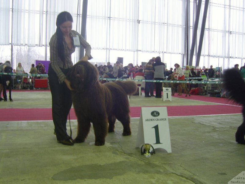 Фото: ньюфаундленд Angelo Orso Vilgelm (Анджело Орсо Вильгельм), Tat'yana Il'ina (Татьяна Ильина)
