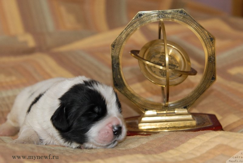 Фото: ньюфаундленд Sent Djons Emperor Lyuniks (Сент Джонс Емперор Люникс)