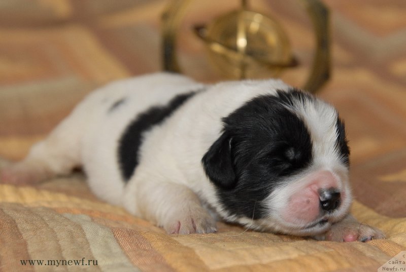 Фото: ньюфаундленд Sent Djons Emperor Lyuniks (Сент Джонс Емперор Люникс)