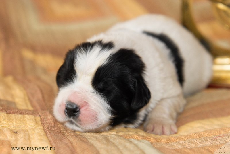 Фото: ньюфаундленд Sent Djons Emperor Lyuniks (Сент Джонс Емперор Люникс)