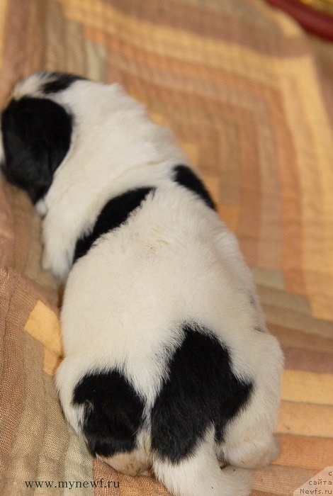 Фото: ньюфаундленд Sent Djons Emperor Lyuniks (Сент Джонс Емперор Люникс)