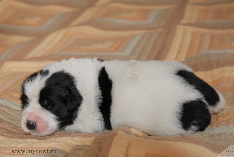 Фото: ньюфаундленд Sent Djons Emperor Lyuniks (Сент Джонс Емперор Люникс)
