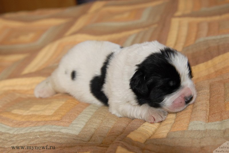 Фото: ньюфаундленд Sent Djons Emperor Lyuniks (Сент Джонс Емперор Люникс)