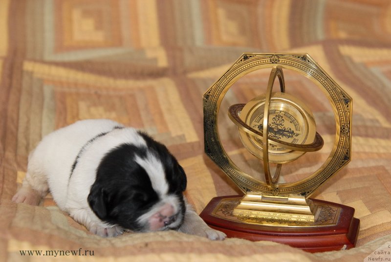 Фото: ньюфаундленд Sent Djons Evelasting Love (Сент Джонс Евеластинг Лове)