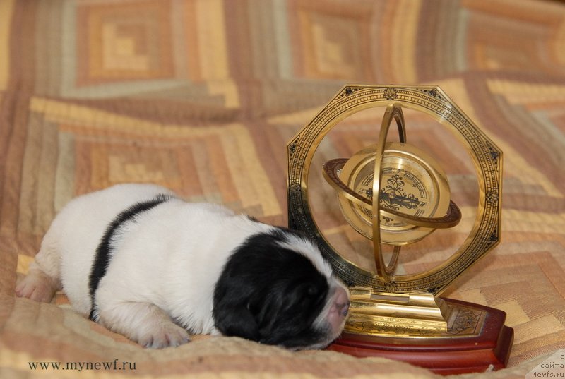 Фото: ньюфаундленд Sent Djons Evelasting Love (Сент Джонс Евеластинг Лове)