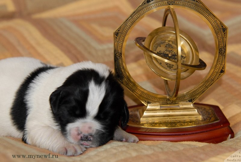 Фото: ньюфаундленд Sent Djons Evelasting Love (Сент Джонс Евеластинг Лове)