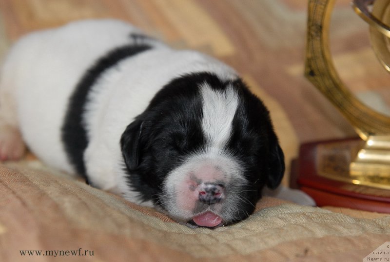 Фото: ньюфаундленд Sent Djons Evelasting Love (Сент Джонс Евеластинг Лове)