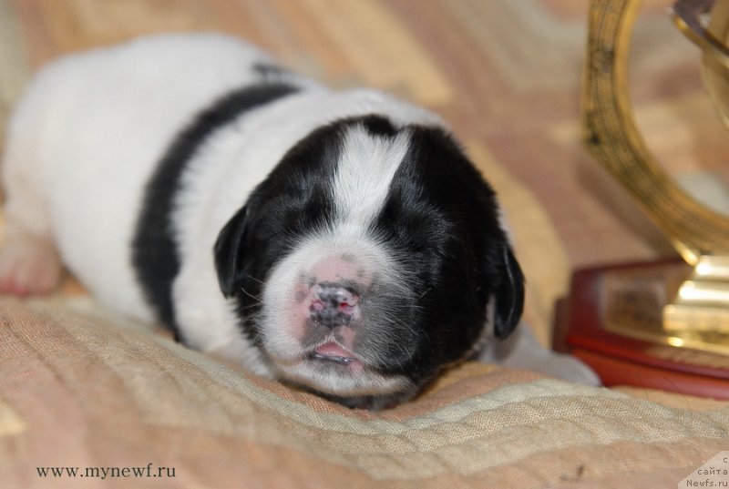 Фото: ньюфаундленд Sent Djons Evelasting Love (Сент Джонс Евеластинг Лове)