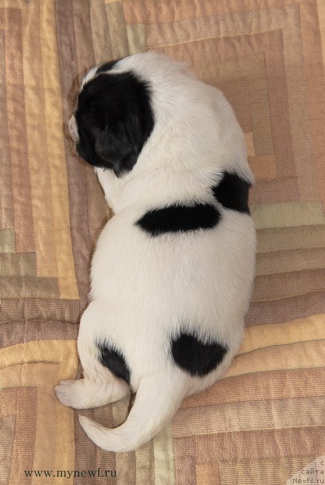 Фото: ньюфаундленд Sent Djons Evelasting Love (Сент Джонс Евеластинг Лове)