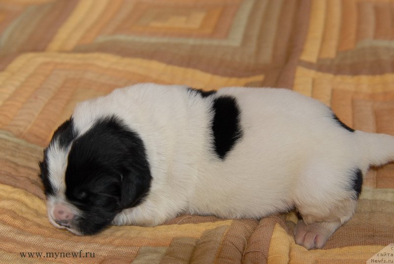 Фото: ньюфаундленд Sent Djons Evelasting Love (Сент Джонс Евеластинг Лове)