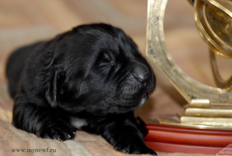 Фото: ньюфаундленд Sent Djons Evraziya (Сент Джонс Евразия)