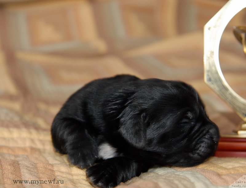 Фото: ньюфаундленд Sent Djons Evraziya (Сент Джонс Евразия)