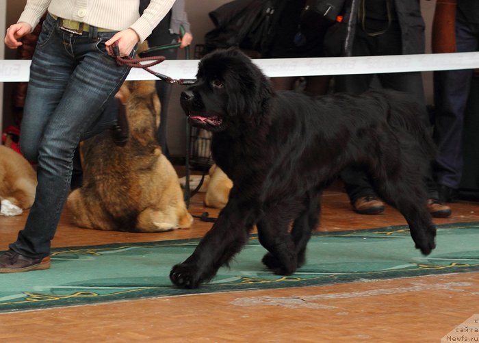 Фото: ньюфаундленд Rapsodiya Lyubvi iz Tihogo Omuta (Рапсодия Любви из Тихого Омута)