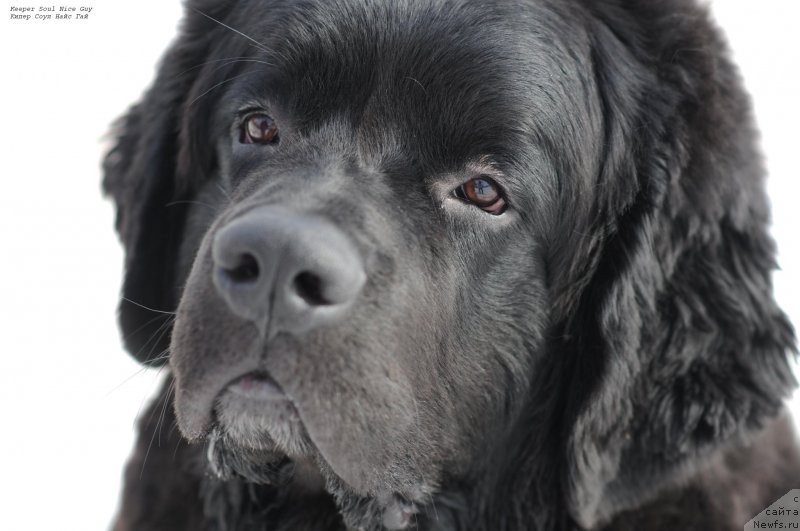 Фото: ньюфаундленд Keeper Soul Nice Guy (Кипер Соул Найс Гай)