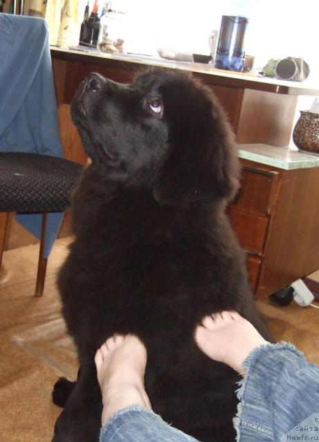 Фото: ньюфаундленд Sent Djons Otrada (Сент Джонс Отрада)