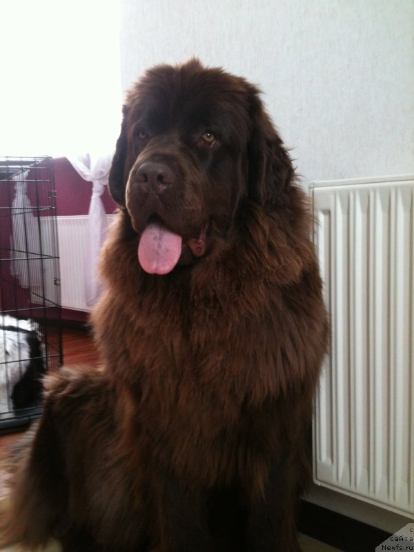 Фото: ньюфаундленд Van Len Taym Jenev'eva (Ван Лен Тайм Женевьева)