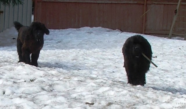 Фото: ньюфаундленд Plushevaya Panda Cheri Suisse (Плюшевая Панда Чери Свис), ньюфаундленд Plushevaya Panda Cherry Brandy (Плюшевая Панда Черри Бренди)