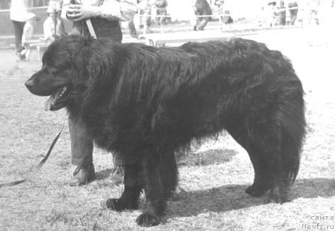 Фото: ньюфаундленд Ali YUn (Али Юн)