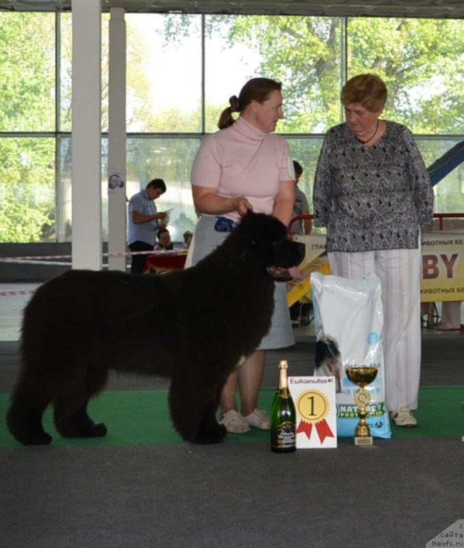 Фото: ньюфаундленд Likefather Like Son Midnight Bear, 2xBISJ, 2xBOG, 2xBIS, 9 мес