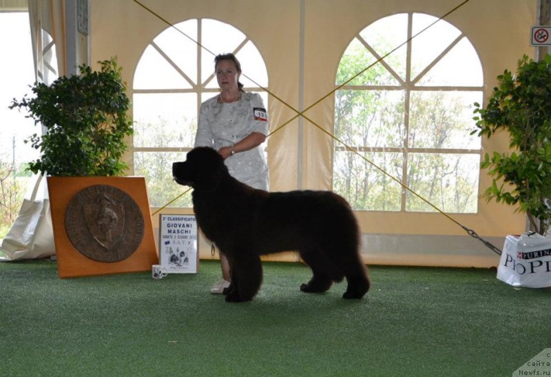 Фото: ньюфаундленд Likefather Like Son Midnight Bear, Gold Cup, Италия, Select в 10 мес