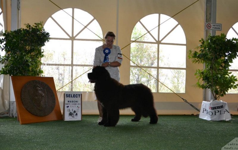 Фото: ньюфаундленд Likefather Like Son Midnight Bear, Gold Cup, Италия, Select в 10 мес
