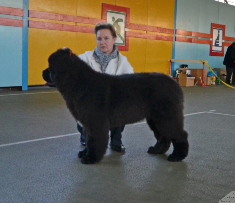 Фото: ньюфаундленд Likefather Like Son Midnight Bear, 6 мес