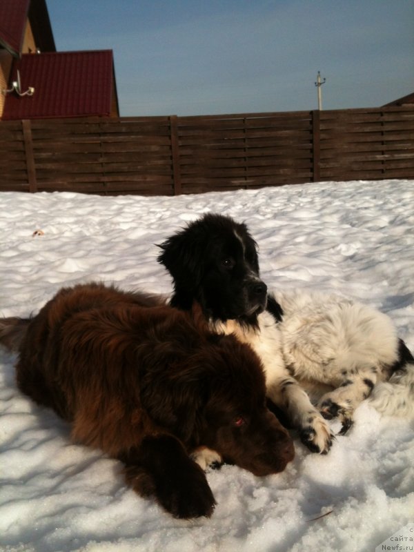 Фото: ньюфаундленд Van Len Taym Jenev'eva (Ван Лен Тайм Женевьева), ньюфаундленд Sent Djons Viva Viktoria (Сент Джонс Вива Виктория)