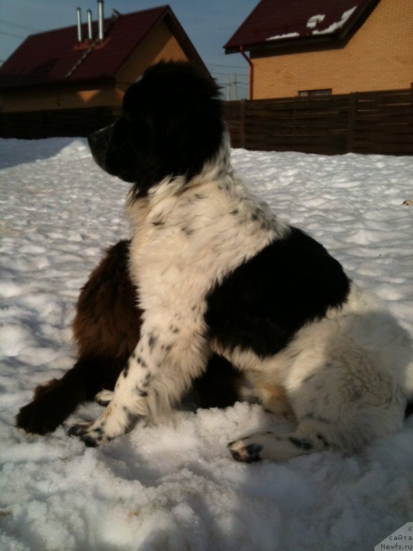 Фото: ньюфаундленд Sent Djons Viva Viktoria (Сент Джонс Вива Виктория)