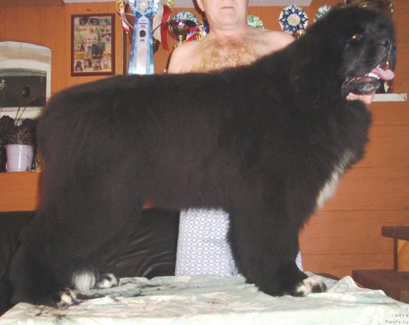 Фото: ньюфаундленд Promise To Love Midnight Bear (Promise To Love Midnight Bear)