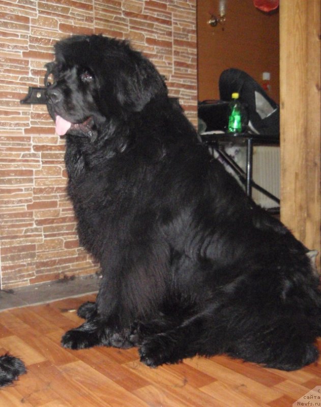 Фото: ньюфаундленд N'yufort N'yord Royal Flyesh (Ньюфорт Ньёрд Роял Флэш)