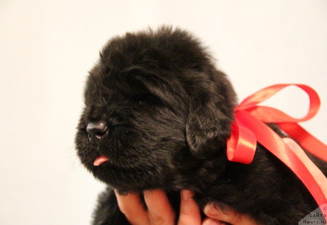 Фото: ньюфаундленд Ih Visochestvo Gloria Airis (Их Высочество Глория Айрис)