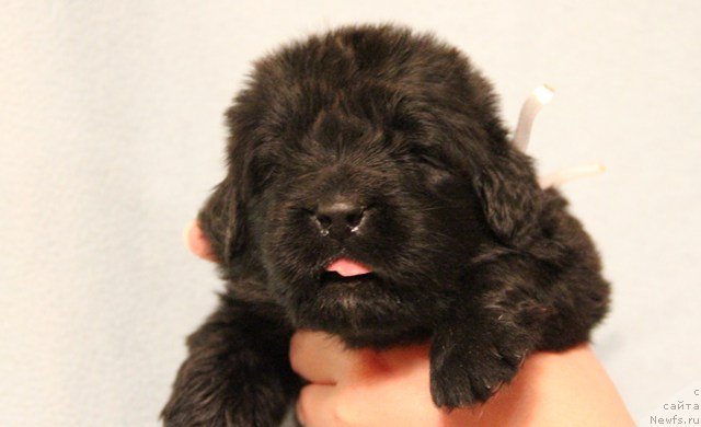 Фото: ньюфаундленд Ih Visochestvo Gloria Airis (Их Высочество Глория Айрис)