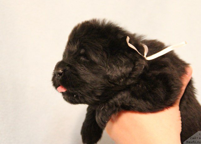 Фото: ньюфаундленд Ih Visochestvo Gloria Airis (Их Высочество Глория Айрис)