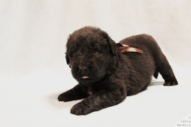 Фото: ньюфаундленд Ih Visochestvo Gloria Airis (Их Высочество Глория Айрис)