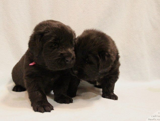 Фото: ньюфаундленд Ih Visochestvo Gloria Airis (Их Высочество Глория Айрис)