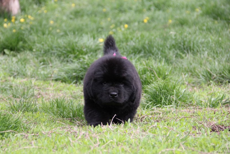 Фото: ньюфаундленд Chudo Choice Zvezdnyj Dar s Berega Dona (Чудо Чойс Звездного Дара с Берега Дона)