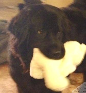 Фото: ньюфаундленд Bonni Flayt (Бонни Флайт)