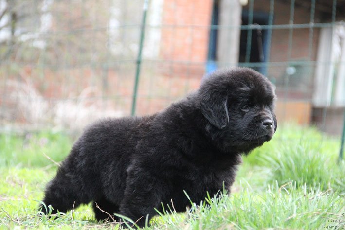 Фото: ньюфаундленд Chudo Choice Zvezdnyj Dar s Berega Dona (Чудо Чойс Звездного Дара с Берега Дона)