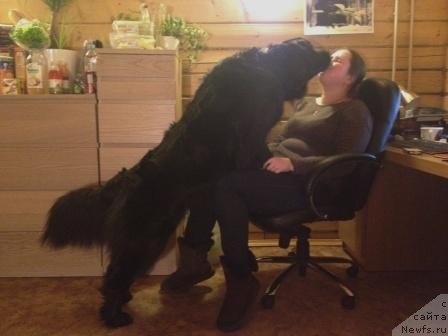 Фото: ньюфаундленд Bonni Flayt (Бонни Флайт)