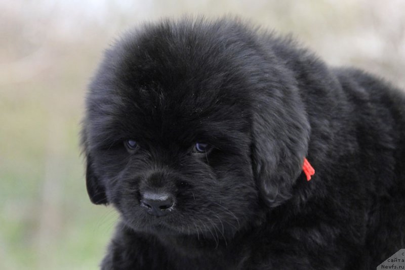 Фото: ньюфаундленд Chistolybivaya Chic s Berega Dona (Честолюбивая Чик с Берега Дона)