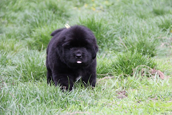 Фото: ньюфаундленд Chrezvychaynaya Chayn s Berega Dona (Чрезвычайная Чайн с Берега Дона)