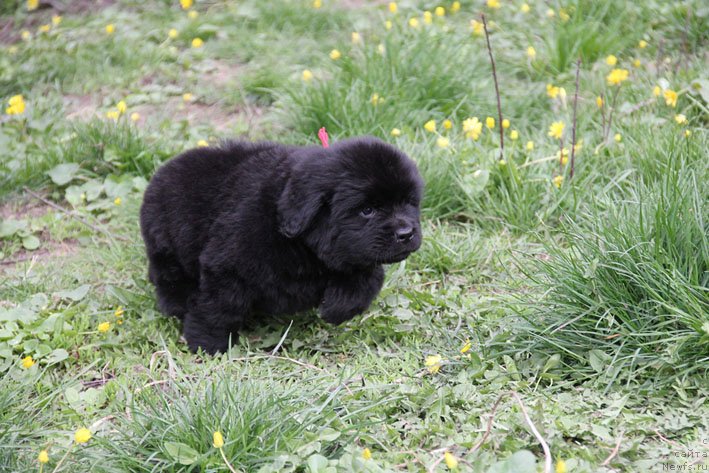 Фото: ньюфаундленд Chistaya Cheсk s Berega Dona (Чистая Чек с Берега Дона)