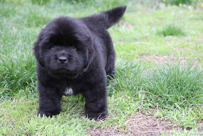 Фото: ньюфаундленд Chrezvychaynaya Chayn s Berega Dona (Чрезвычайная Чайн с Берега Дона)