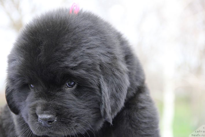 Фото: ньюфаундленд Chudo Choice Zvezdnyj Dar s Berega Dona (Чудо Чойс Звездного Дара с Берега Дона)