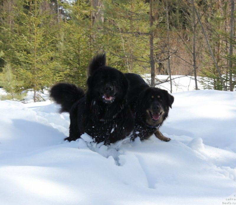 Фото: ньюфаундленд Dar Svezy Unika Sagitta (Дар Свезы Юника Сагитта)