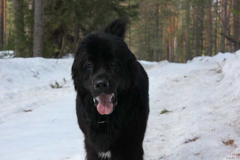 Фото: ньюфаундленд Dar Svezy Unika Sagitta (Дар Свезы Юника Сагитта)