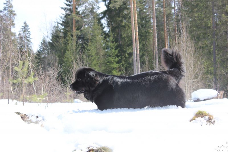 Фото: ньюфаундленд Dar Svezy Unika Sagitta (Дар Свезы Юника Сагитта)