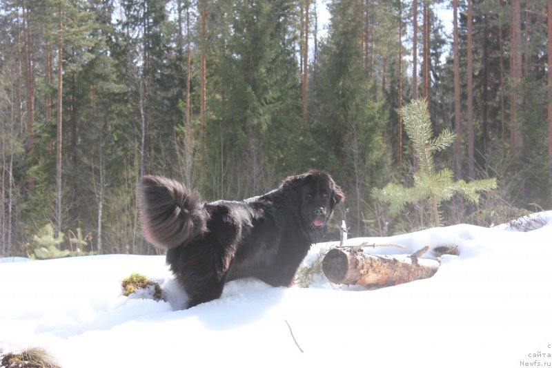 Фото: ньюфаундленд Dar Svezy Unika Sagitta (Дар Свезы Юника Сагитта)